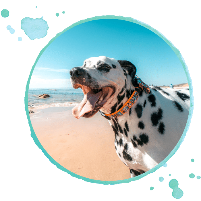 Dental Care - pet dog Dalmatian at the beach