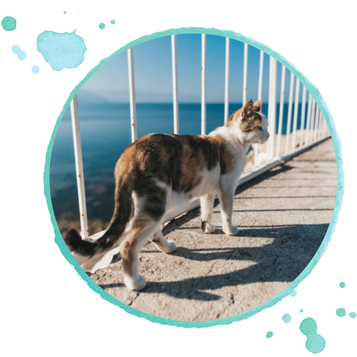 End of Life Care - pet cat outdoor walking bridge