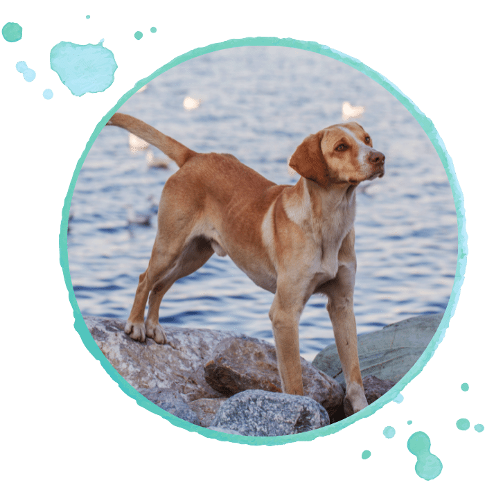 Specialty Hospitals and Referrals - pet dog looking out standing on rocks outdoors