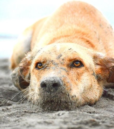 dog with sand on its face