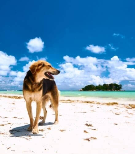 dog smiling at the beach