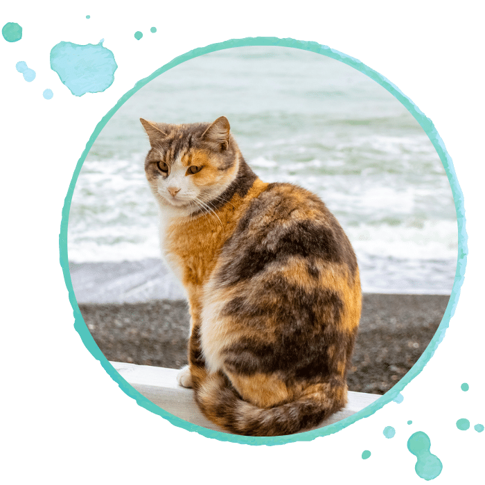 tour stonewater vet - orange cat at the beach