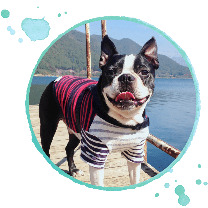 main services stonewater vet - pet frenchie dog walk in the lake